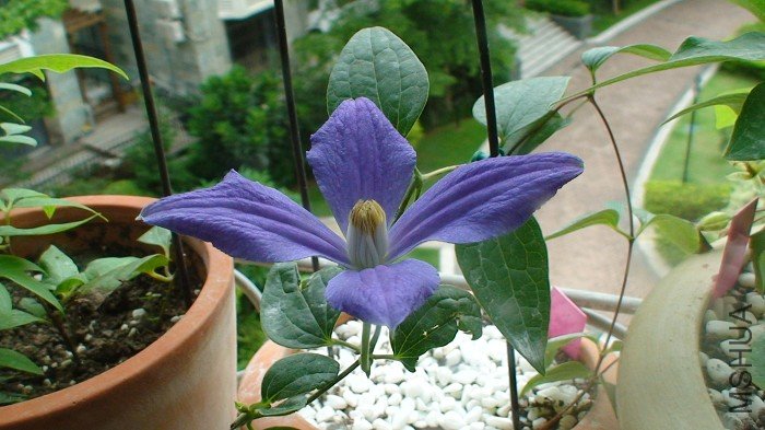 ����ȫ������ӣ���ʵ����ֲ���Ǻܰ��ģ����������ϣ�������