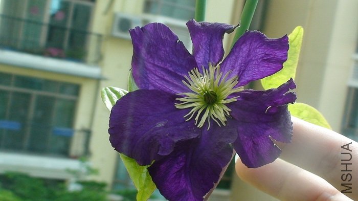 һҹ�ķ��꣬���ѲУ�