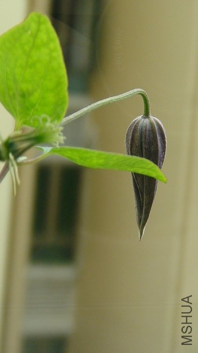 �����ұߵģ��ݳ��Ļ��٣�������صĻ���Ҳ����С��