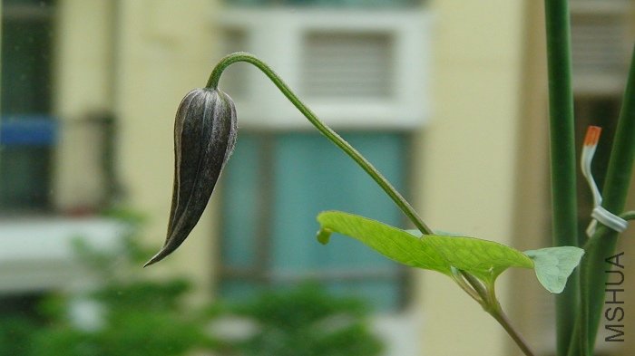 ��ߵ�Ҳ��ɫ�����ܻ�ͬʱ���أ�