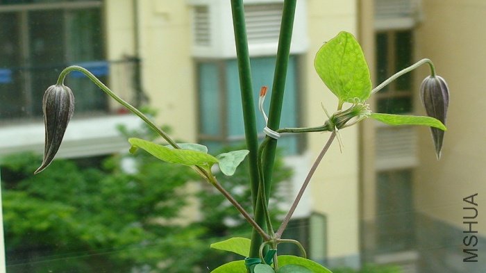 6-26�գ���������ɫ��