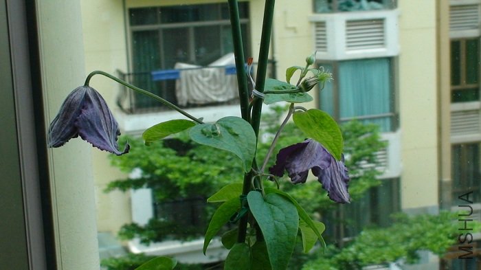 6-26�գ��������ͬʱ���ˣ�ֻ�ǻ�����Ȼ�´����������أ�������ٳ���һ�㣬�պó�����ͷ���ϡ�����