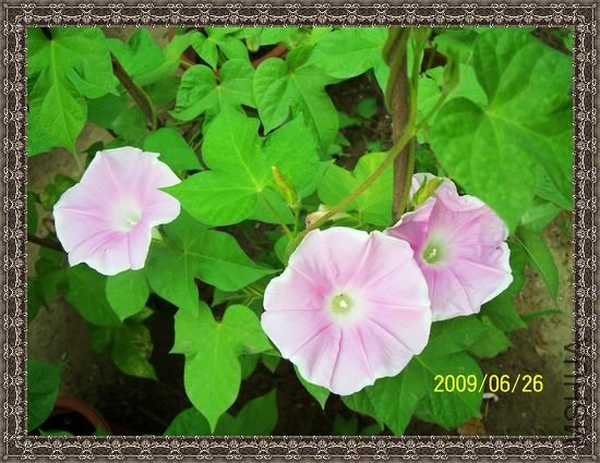 ���տ��� 035.jpg