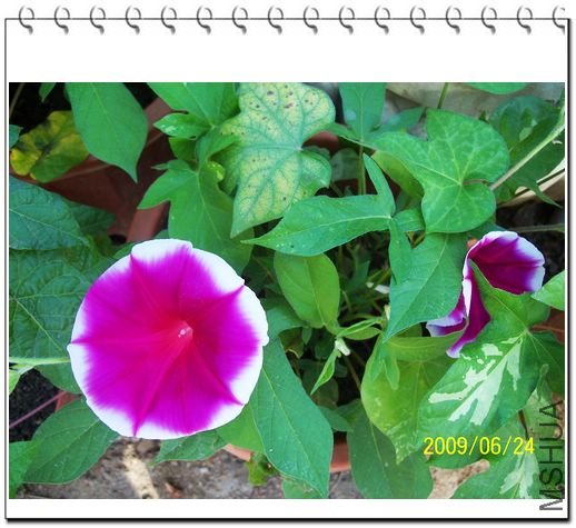 ���տ��� 010.jpg