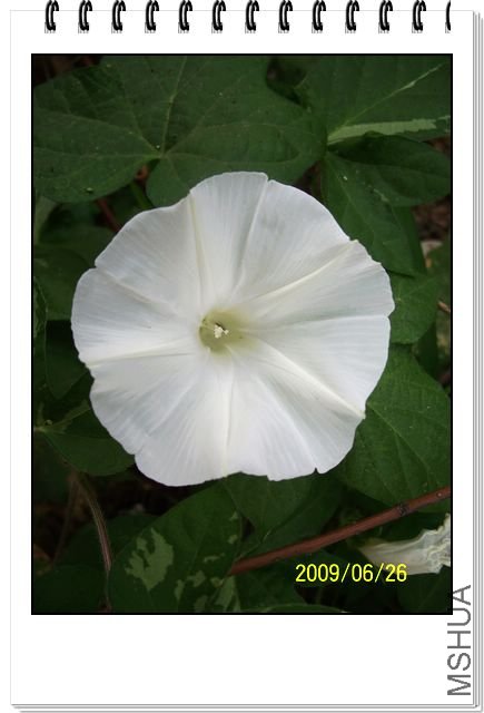 ���տ��� 040.jpg