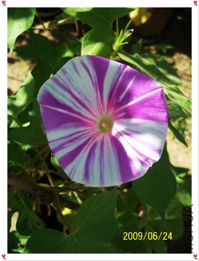 ���տ��� 006.jpg