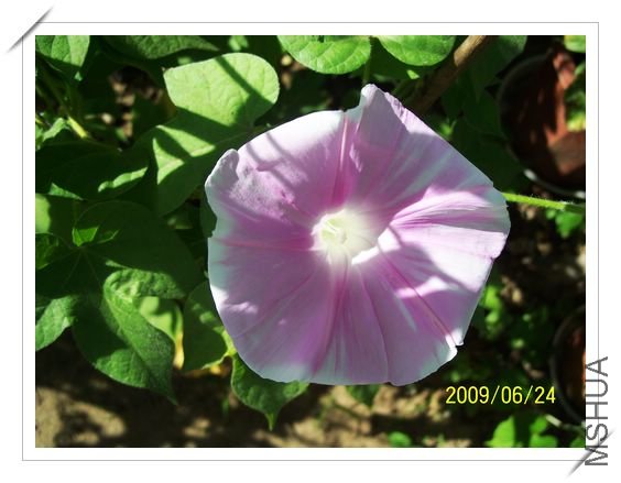 ���տ��� 004.jpg