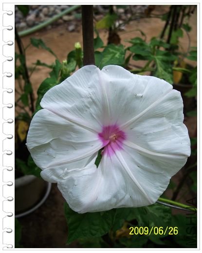 ���տ��� 023.jpg