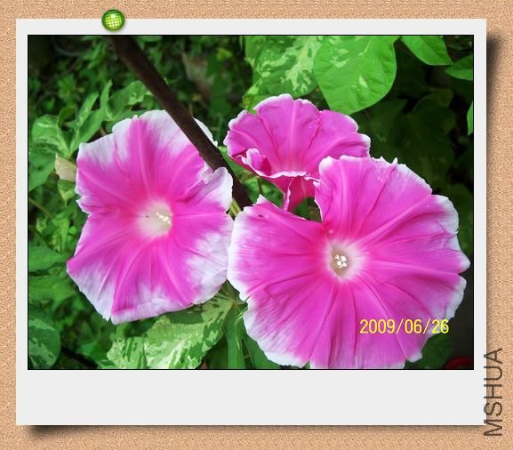 ���տ��� 013.jpg