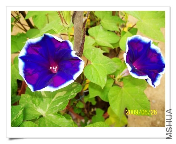 ���տ��� 031.jpg