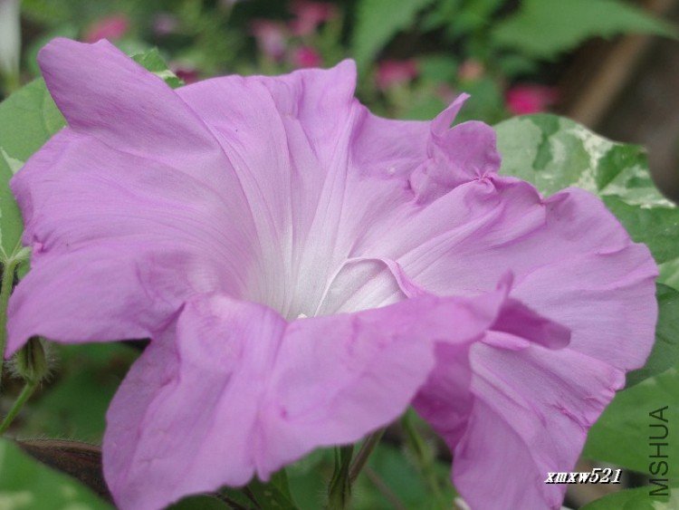 ֱ��Ӧ��15����