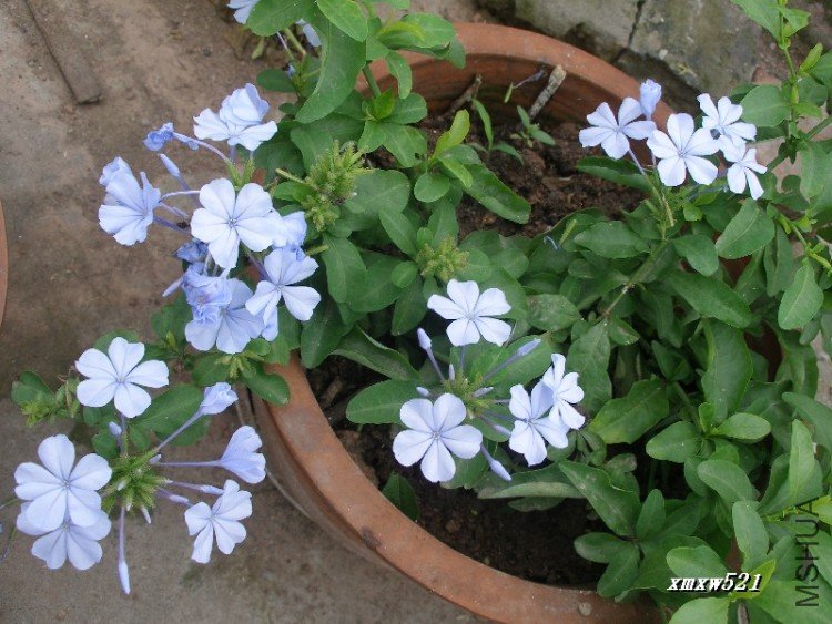 �ﲥ����ѩ