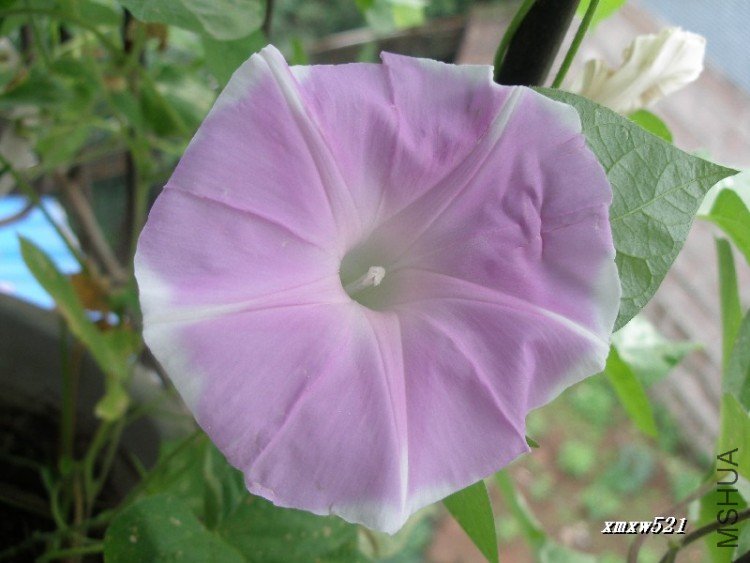 �ۺ�ɫ����