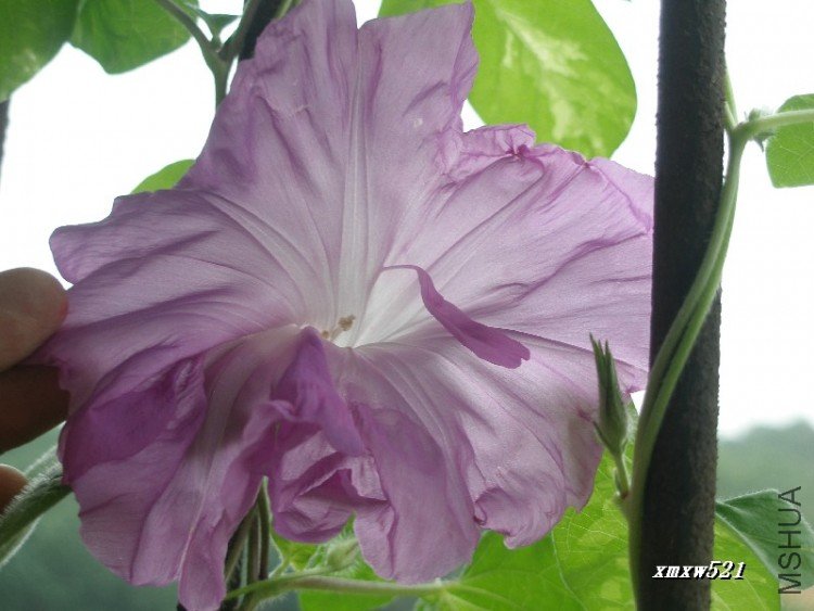 �������Ļ�