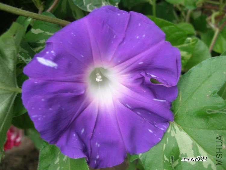 ��֮����ѩ