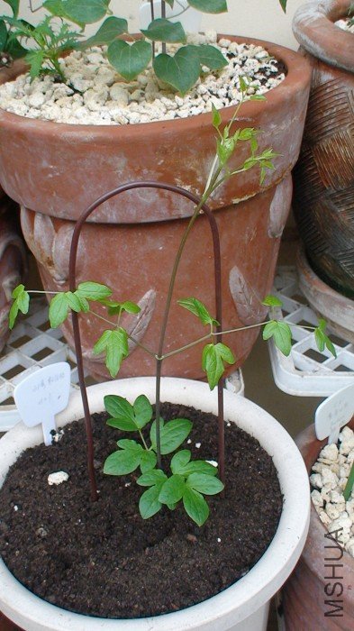 3-25�գ�֦�����ߣ�