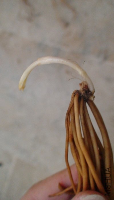 ѿҲ�ܳ��ܳ�, �������.