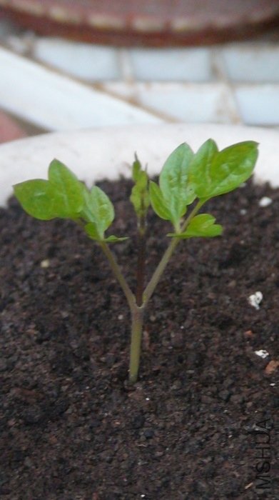 3-21�գ�����ѿ�����ſ�С�֣�