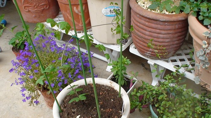 4-2�գ���������֧�߸ˣ�����ѧ�������ߣ��տ�ʼ��������̫��Ը�أ�