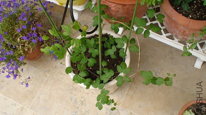 4-17�գ����·������ˣ�