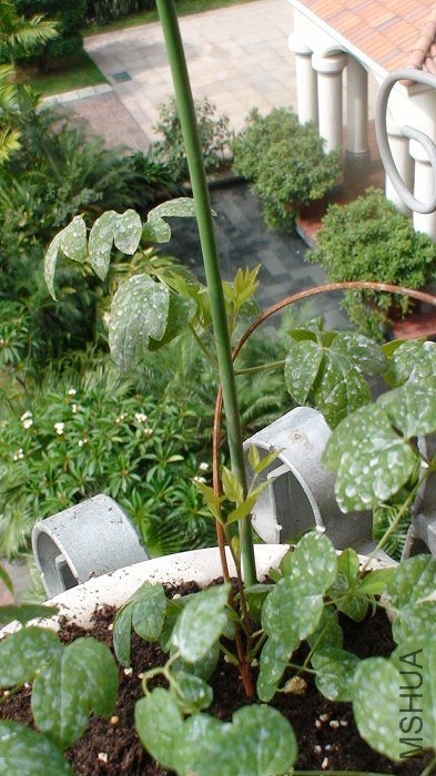 5-14�գ��̵ͺ󣬾�Ȼ��ҶҸ�䳤����������ѿ����