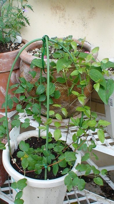 5-25�գ�������ѿ��֦���Ѿ��鳤���³���֦��������ԭ����֦��ϸ�أ�