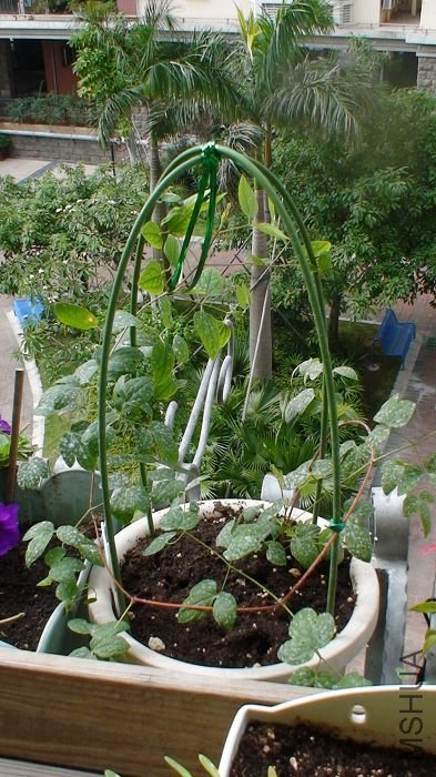 ����ȫ���գ�����ע�⵽������ѿ�붥�ң�