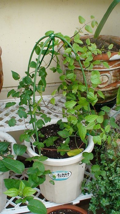 5-29�գ������³��֦����������֦����һ��Ϊ�����������ֿ�ס�����ˣ�