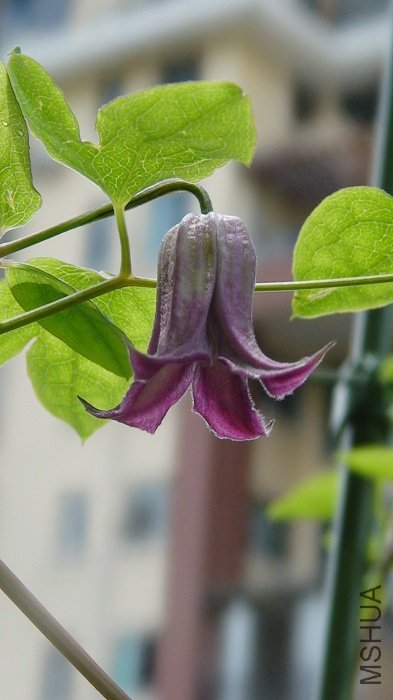 �����������Ӱ�