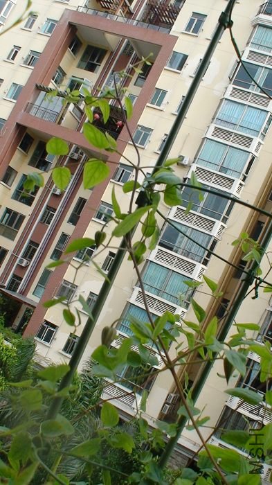 6-23�գ������Ѿ�����ͦ����ˣ��߳�������һ��ƴ���س�֦����