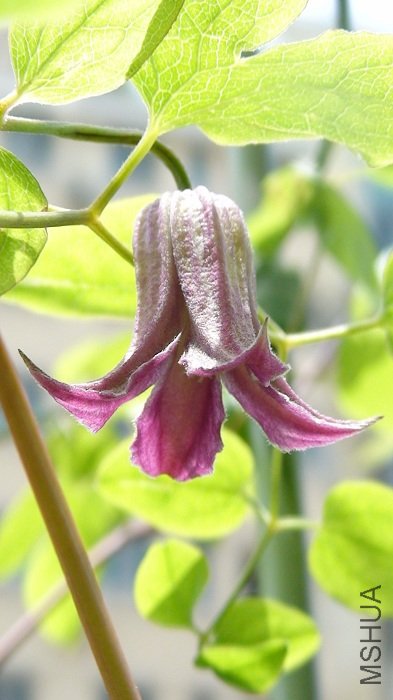 �����������������»���ͦƯ���ģ�