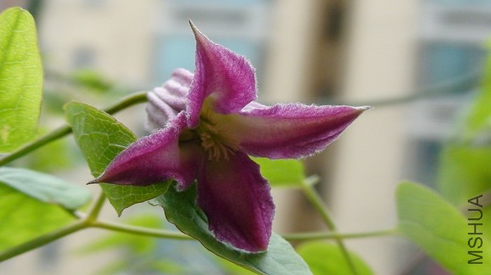 ��ƬҶ��������������