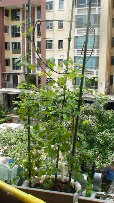 6-17�۵���ȫ���գ����ӵײ��Ѿ�����ͦ�������ˣ����Ʒ��������������