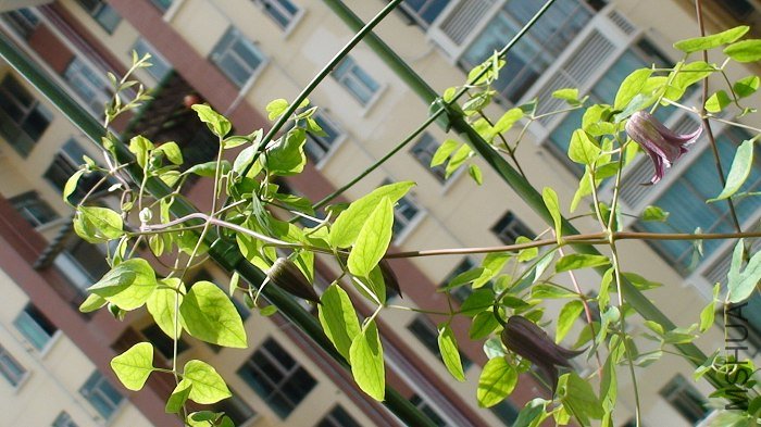 ���кܶ໨���أ�