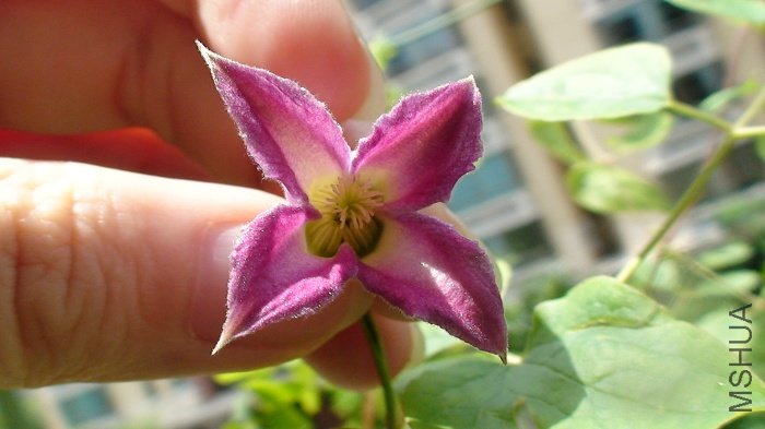 ����һ��Ϳ��Կ���������ʵ����С�ġ�