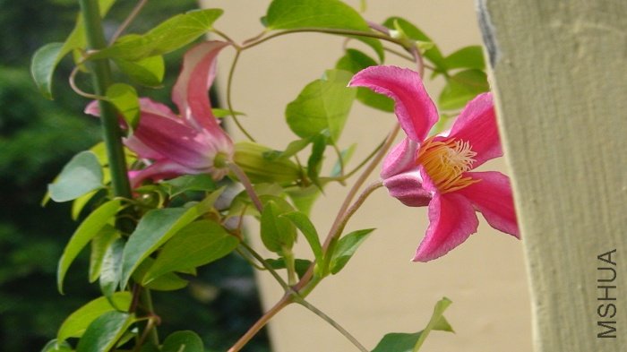 ��дһ�£��о����ر��Ư����