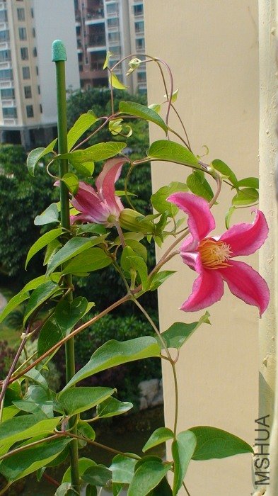 6-19�գ�����֦���Ļ�Ҳ�������䣡