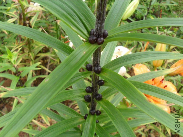 ������ѿ