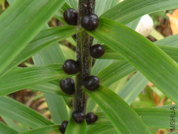 ������ѿ