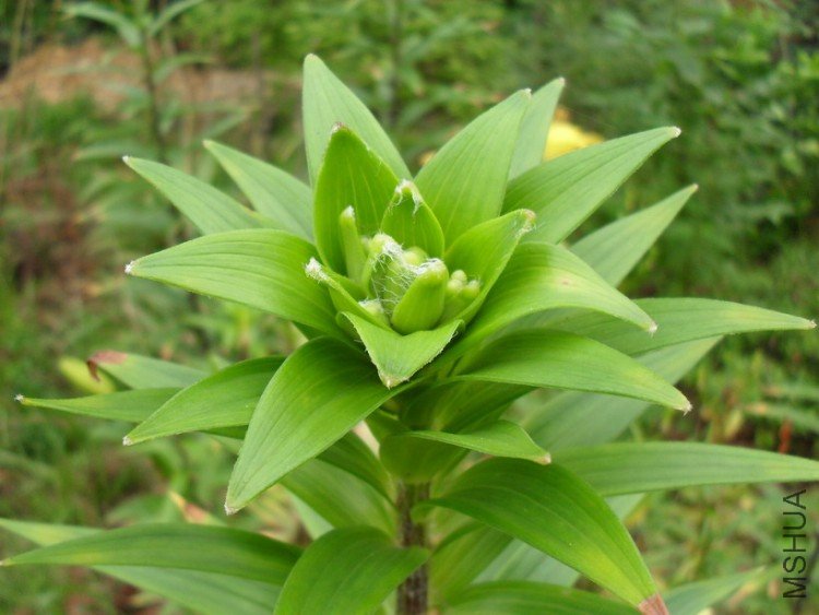 ������ʼ������