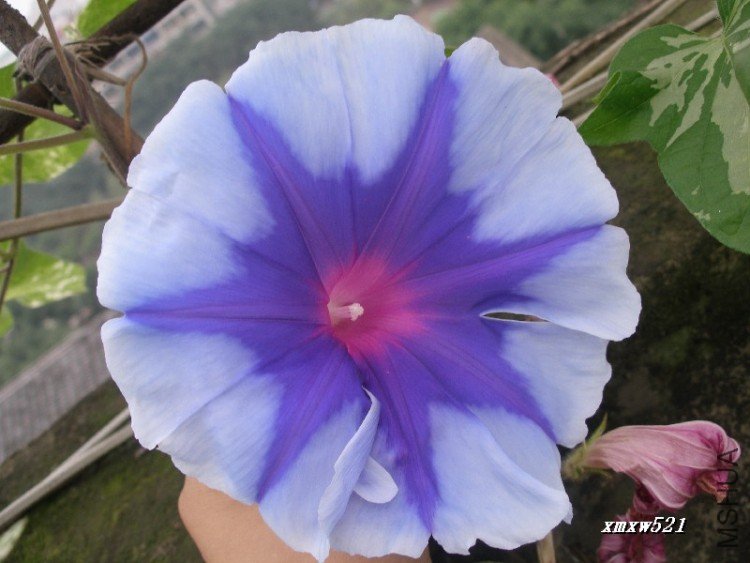 ����ɫ���ʣ����Ǵ��ϵ��Ժ�䵭��