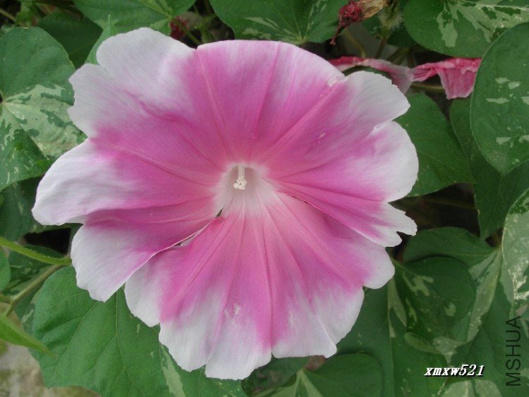 ϲ�������ɫ����