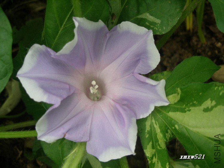 ����ϵ��--ǳ�ϰױ�