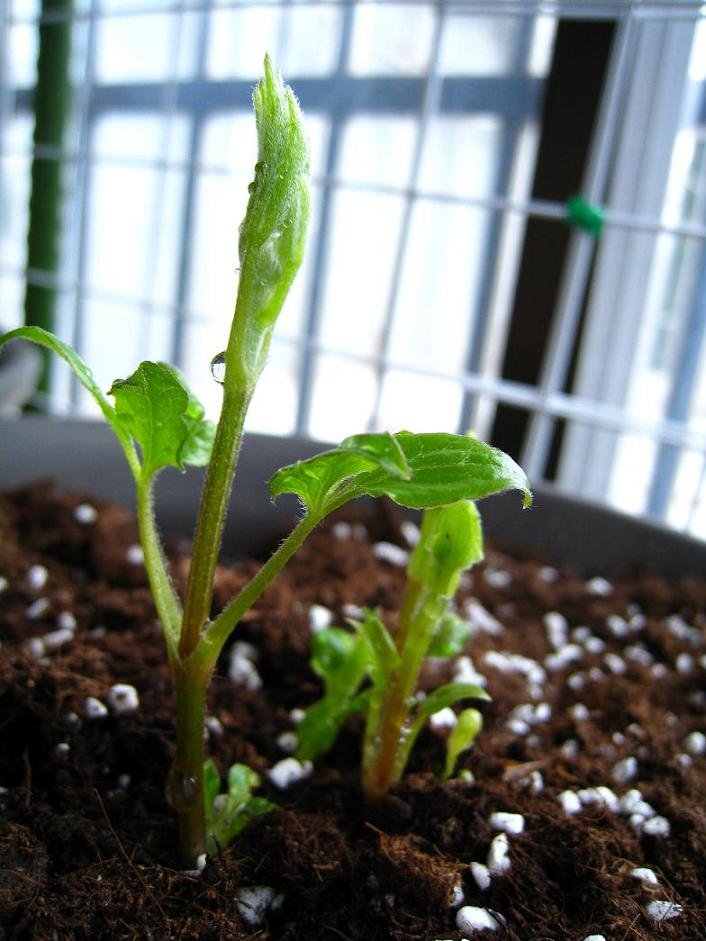 2009-03-28 �󾭵�-ms�л�����.JPG