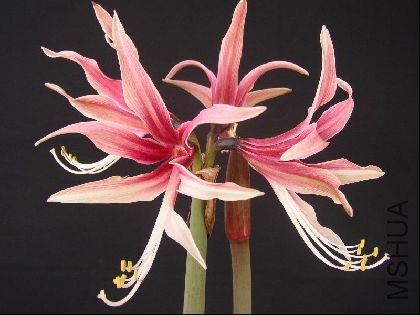 cybister Rosario.jpg