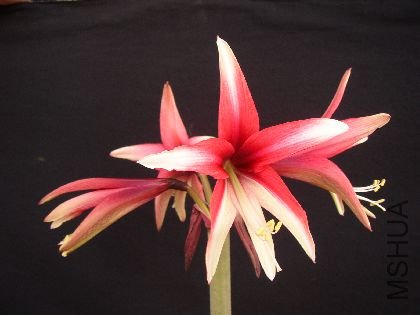 cybister Santa Rosa.jpg