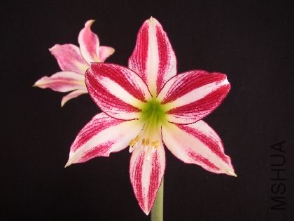 Trumpet Santiago.jpg