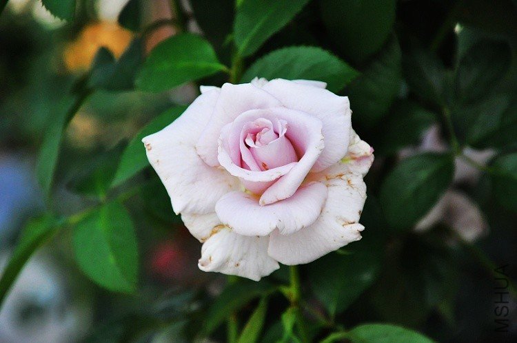 DSC_0245.jpg