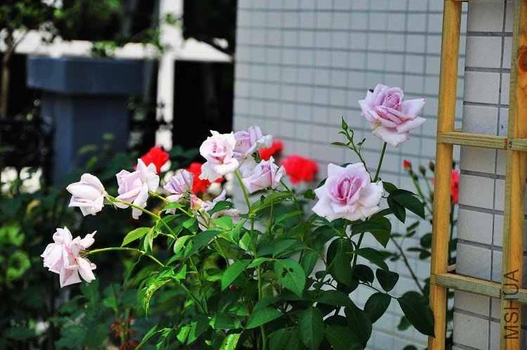 DSC_0297.jpg