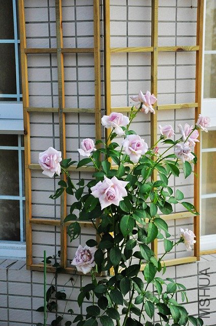 DSC_0181.jpg